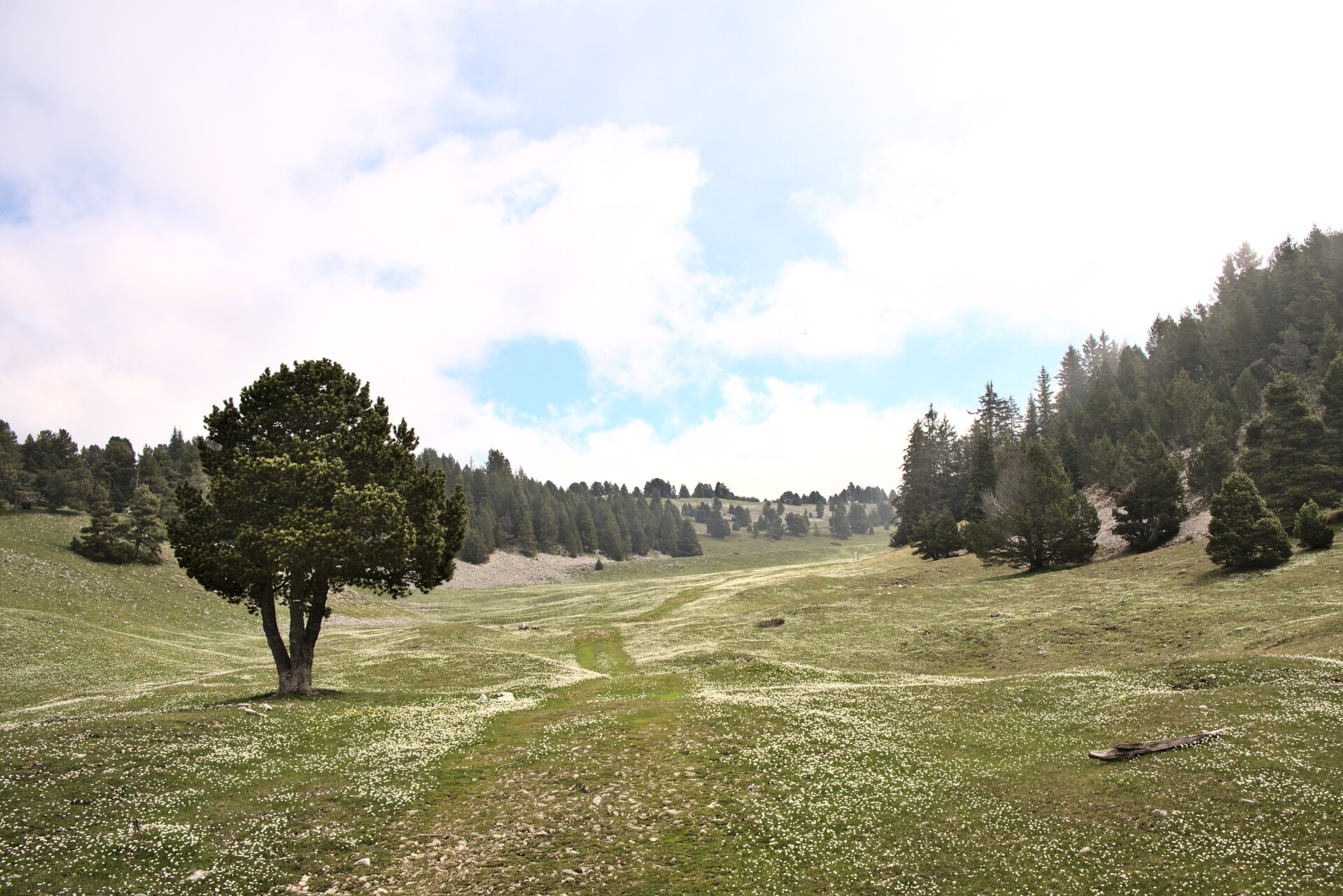 Open alpine pasture on the Hauts-Plateaux du Vercors