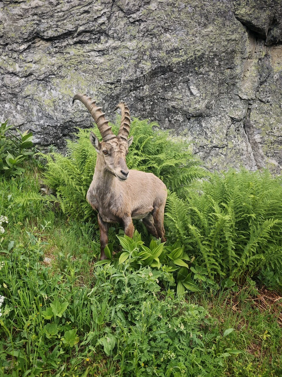 A male ibex in the ferns, a few metres off the track
