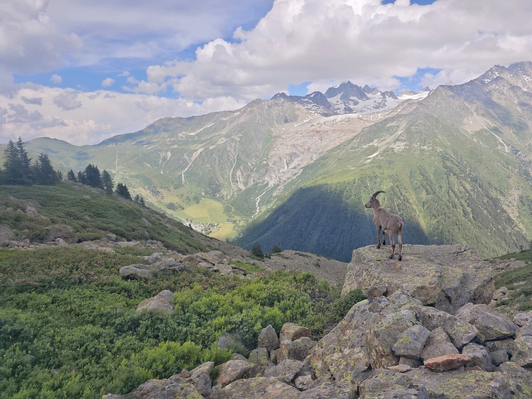 The herds tend to hold to the rocks on the balcony above the valley