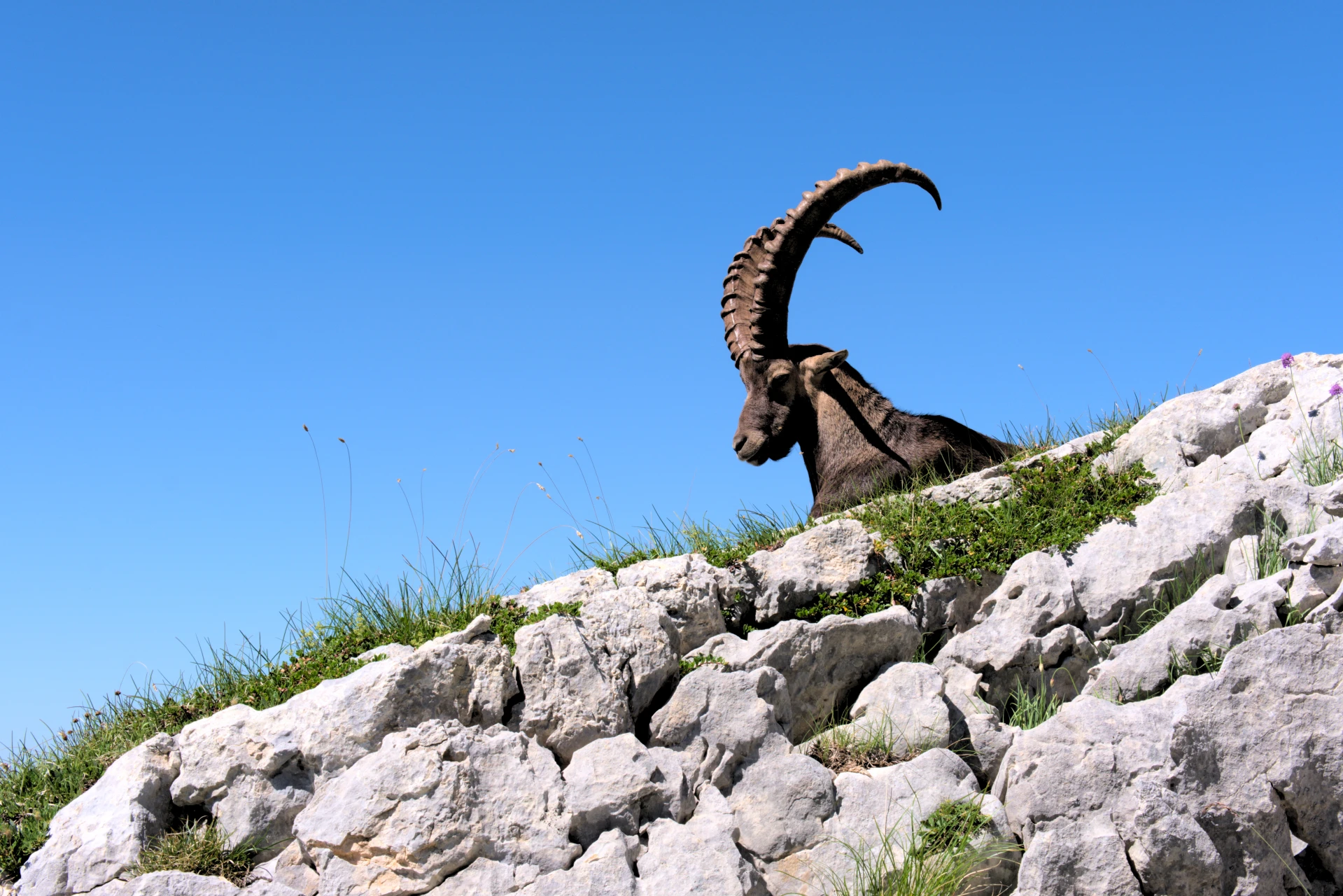 Alpine ibex