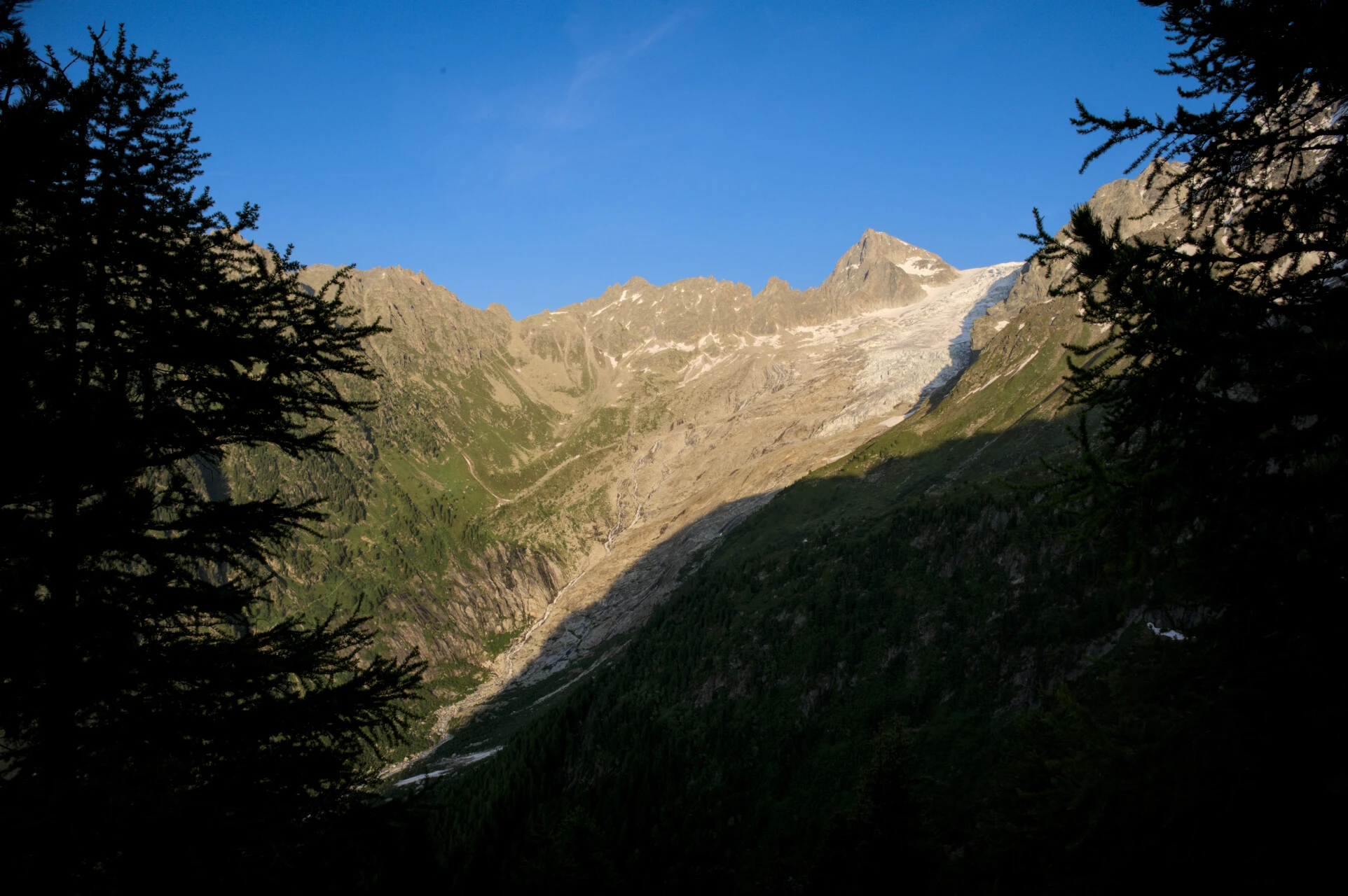 Spruce silhouettes and glaciated peaks from above the Col de Balme
