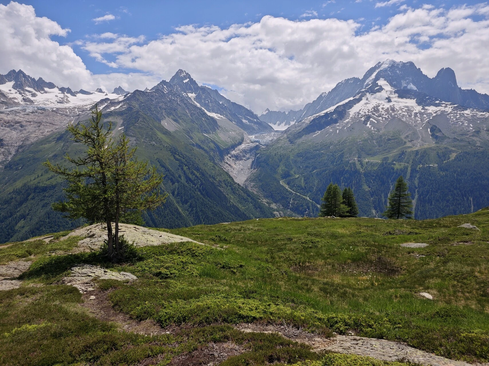 A lone larch in front of the glacier d'Argentière and the Aiguille Verte