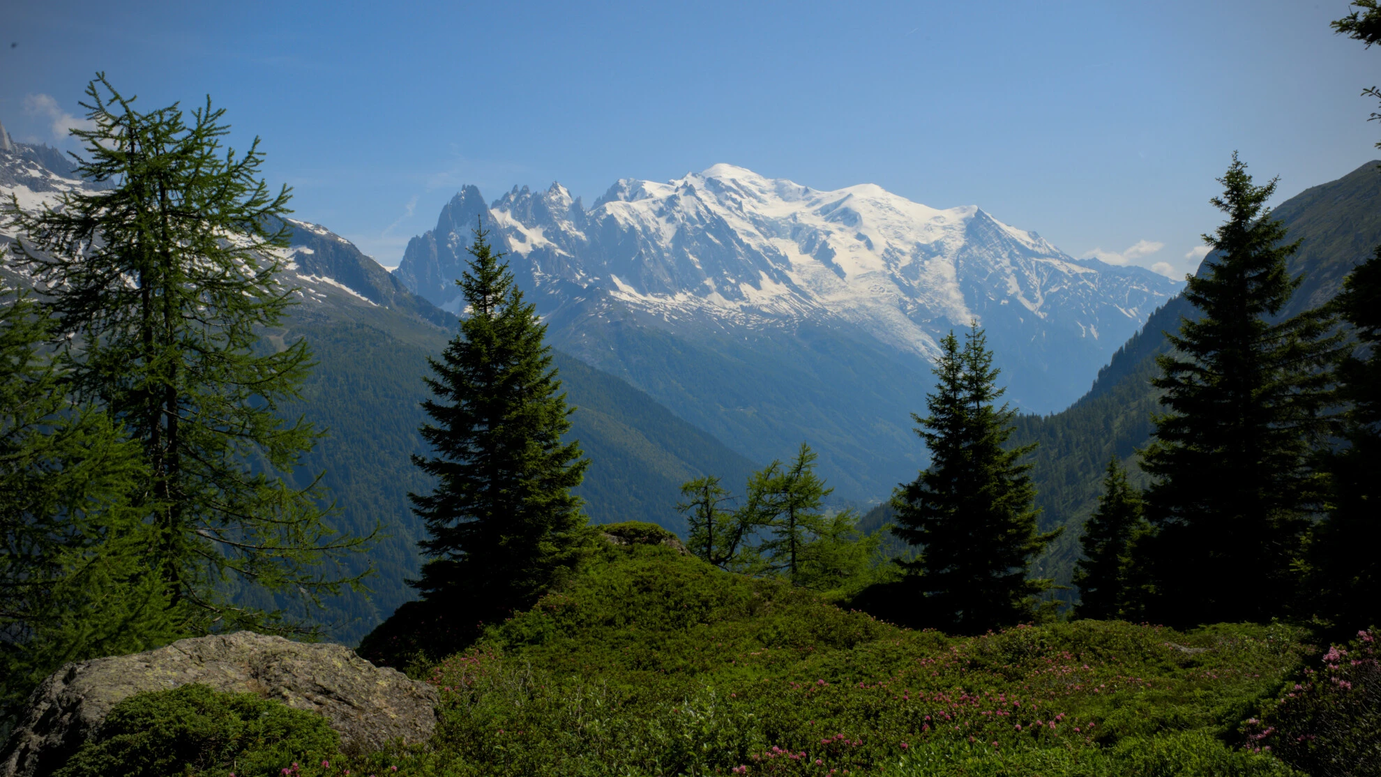 Alpine meadow on the Grand Balcon Sud with the Mont-Blanc massif behind