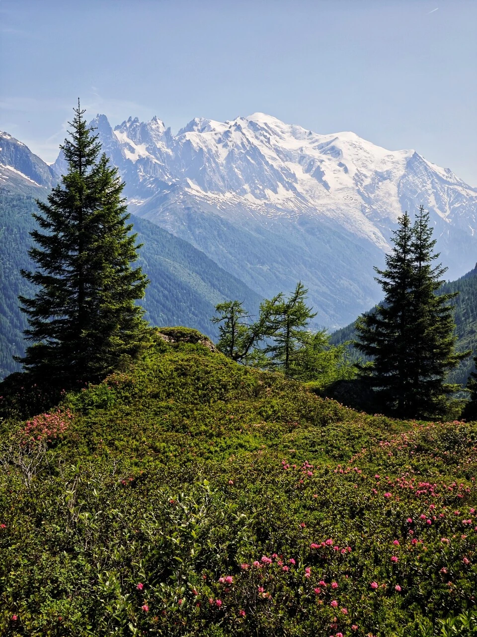 Rhododendrons blooming on the Grand Balcon Sud