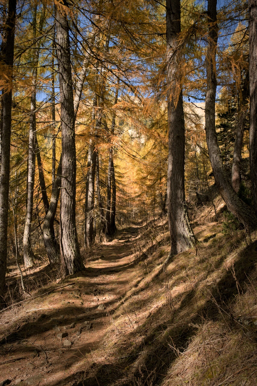 Track through golden larches on the climb to the col de la Pisse, above Chaillol