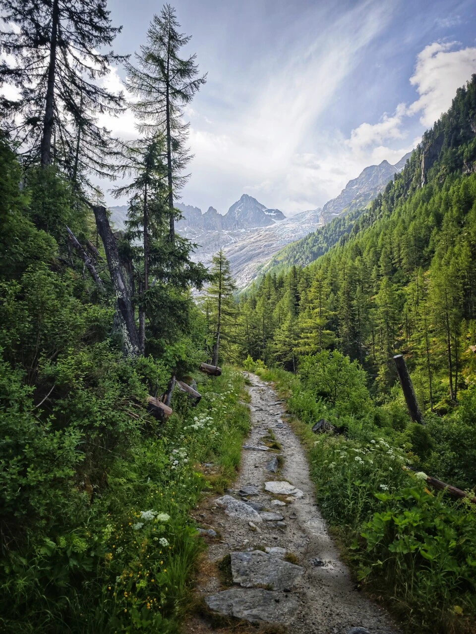 Trail through the larch forest heading down toward the Glacier du Trient